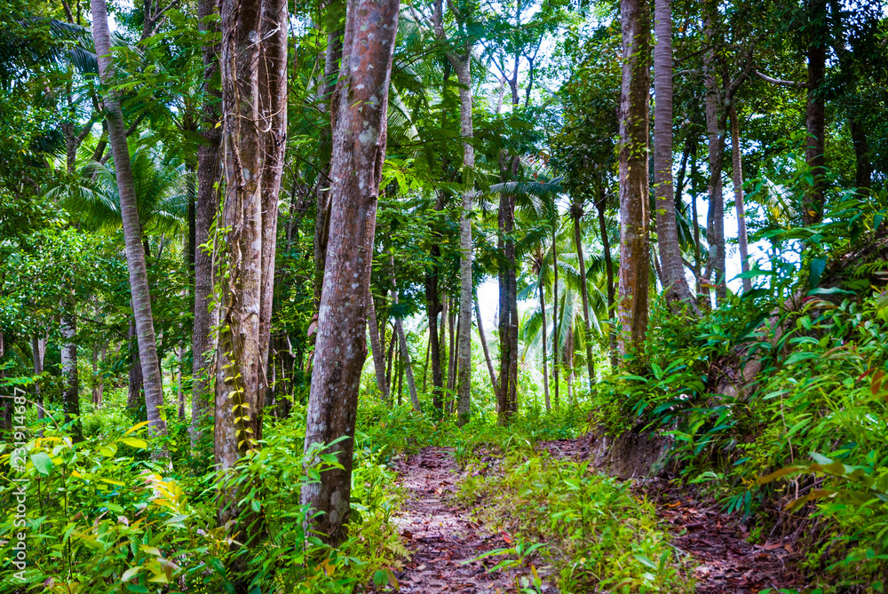 Path thru the palm forest, Thailand Path thru the palm forest, Thailand