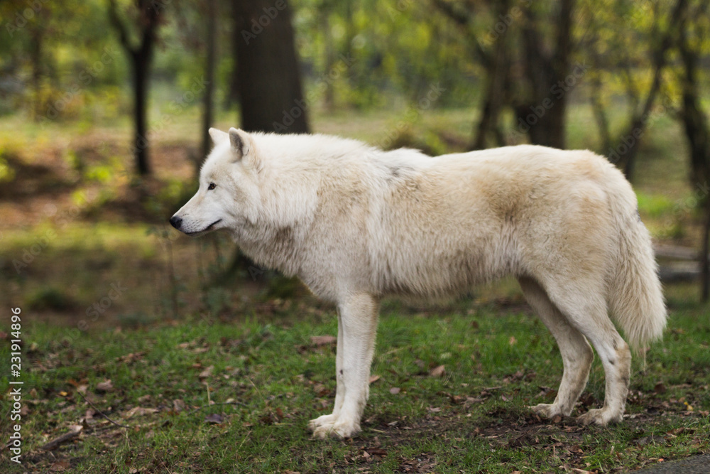 Loup blanc dans la forêt Loup blanc dans la forêt