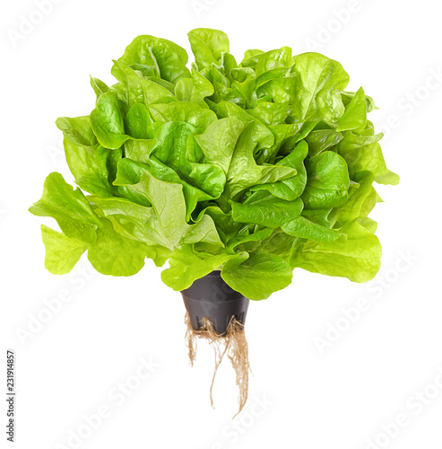 Salanova Green, living salad over white. Oak leaf lettuce in plastic pot with roots. One cut ready, loose leaf lettuce, linear, lobed and loosely serrated. Lactuca sativa variety. Macro food photo.