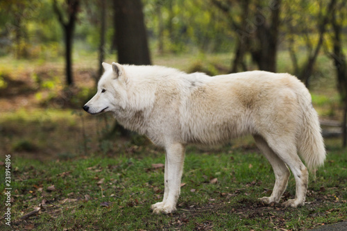 Loup blanc dans la forêt © OneClic