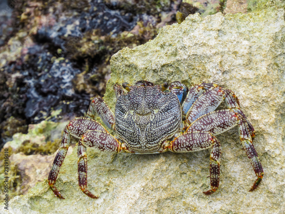 La Romana, Dominican Republic - a crab on the rock in the turquoise water of the tropical island of Dominican Republic. La Romana, Dominican Republic - a crab on the rock in the turquoise water of the tropical island of Dominican Republic.
