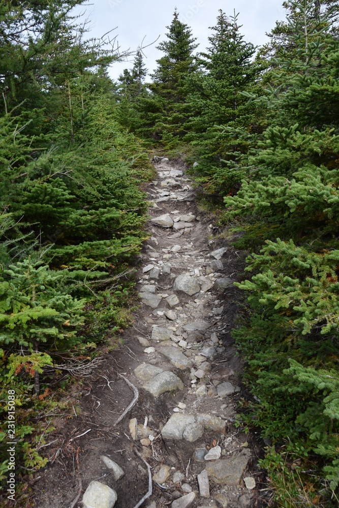 East Coast Father Troy’s Path; East Coast trail near Torbay, Avalon Peninsula, NL Canada East Coast Father Troy’s Path; East Coast trail near Torbay, Avalon Peninsula, NL Canada
