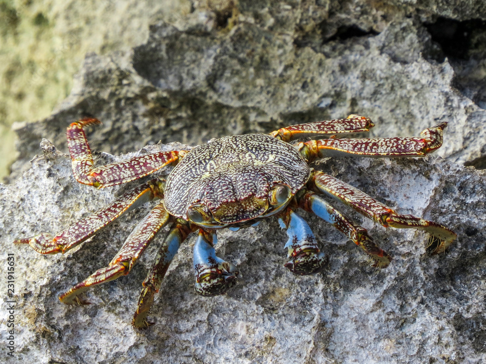 La Romana, Dominican Republic -  a crab on the rock in the turquoise water of the tropical island of Dominican Republic.
