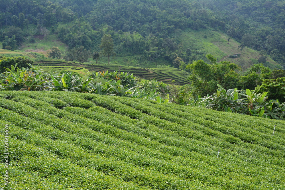 Plantations de Thé Chiang Rai Thaïlande - Tea Fields Thailand