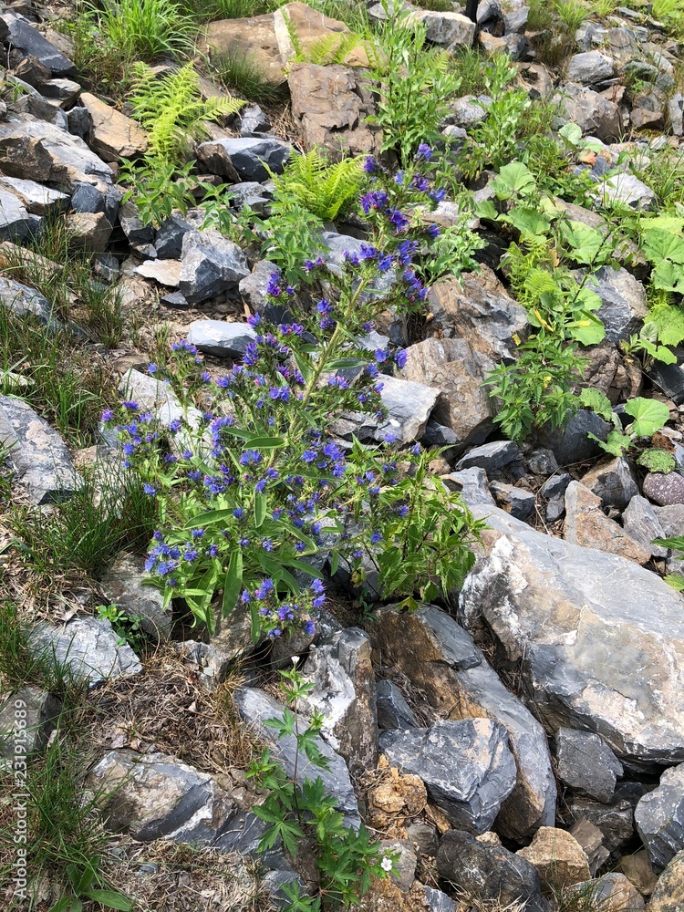 Obraz premium The Altay Resort