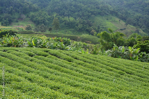 Plantations de Thé Chiang Rai Thaïlande - Tea Fields Thailand