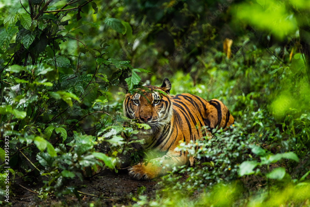 Asian tiger in tropical forest