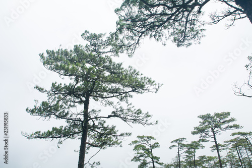 
Pine trees on the "PHU-SOI-DAO" mountains in THAILAND