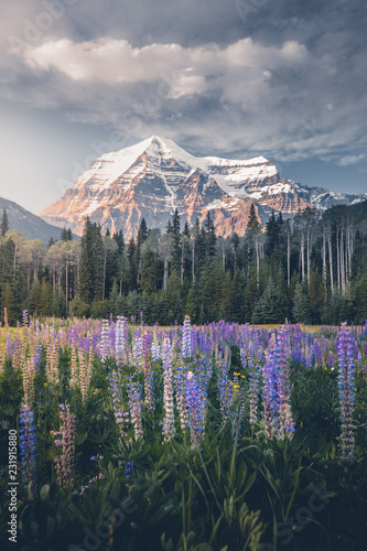 Spring in the Canadian Rockies, Mt. Robson photo