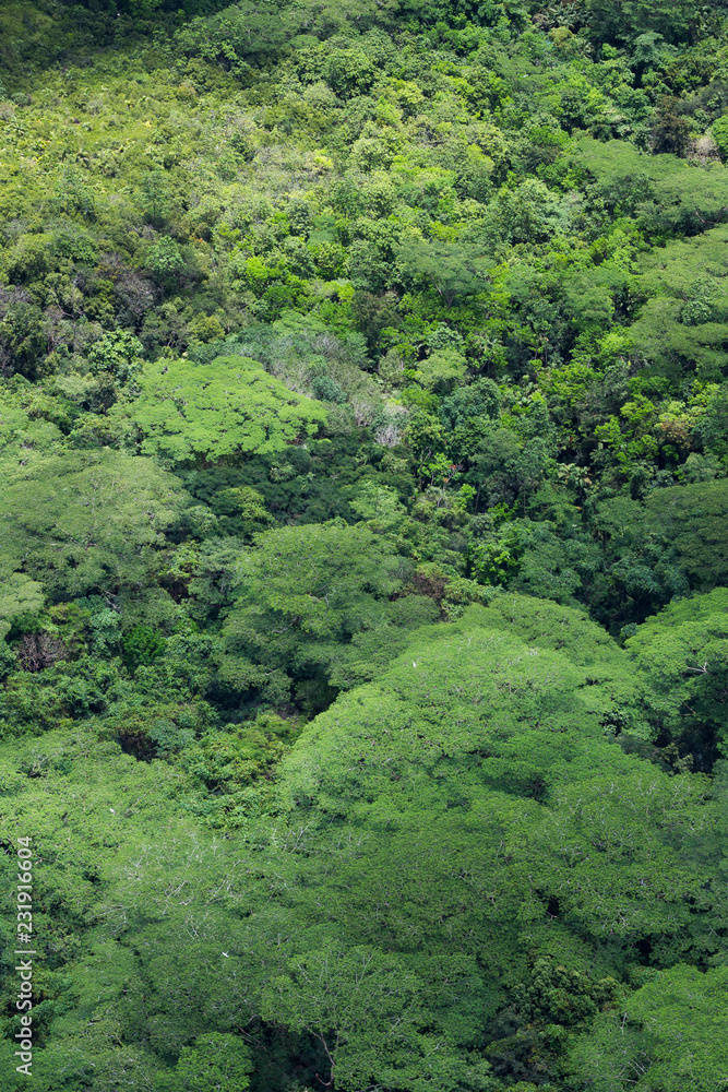 Forêt tropicale vue du ciel, arrière-plan