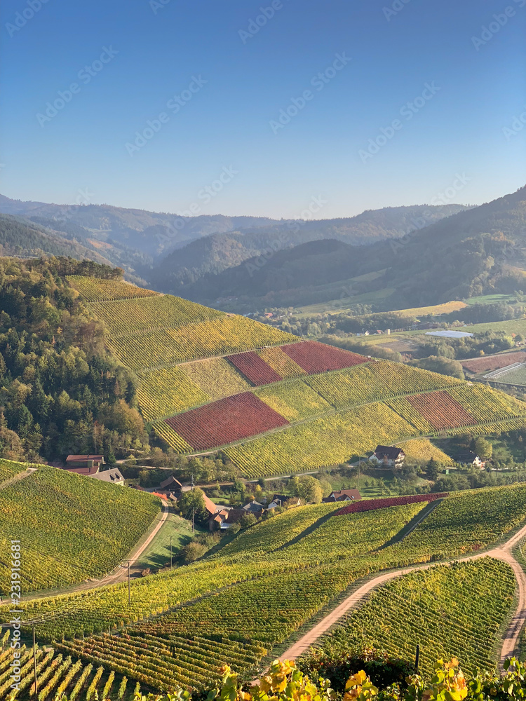 beautiful winery grapes - pan over the green grapes early in the fall with valleys of precious vine plants in Durbach, Germany - aerial drone view