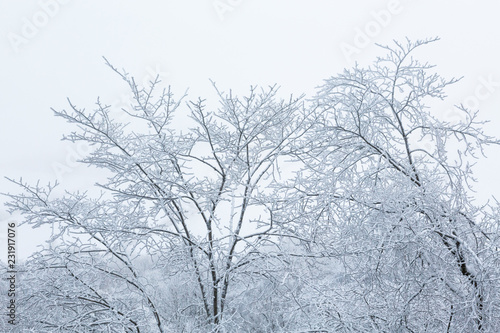 Frosty tree tops against gray sky