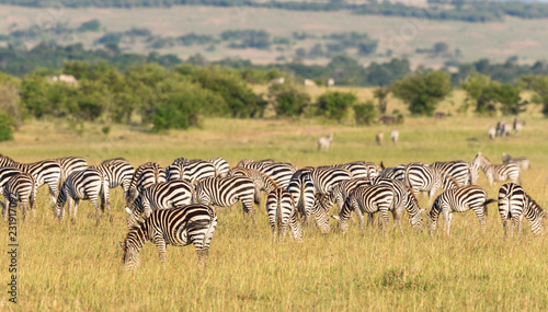 Zebras grazing on the grassland