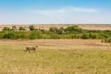 Beautiful savannah landscape with a Cheetah