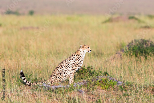 Sitting Cheetahs in the savannah
