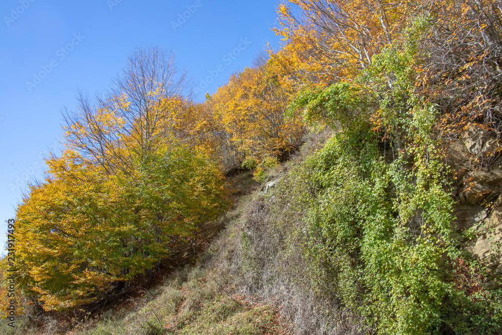 A hill with trees with golden autumn leaves and green ivy.