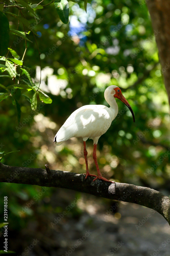 White Ibis in a tree White Ibis in a tree