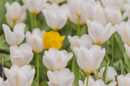 Die gelbe Tulpe im Beet