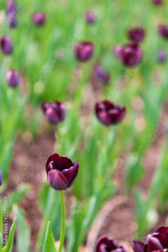 Die schwarze Tulpe 