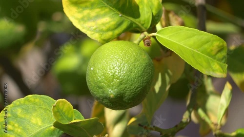 Lime ripening on a tree in 4k slow motion 60fps photo