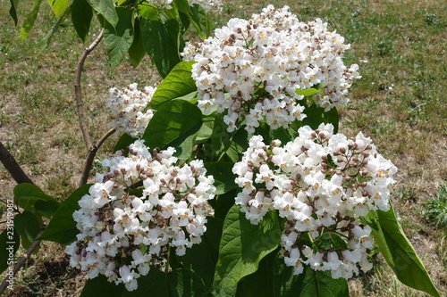 Three large panicles of white flowers of catalpa photo