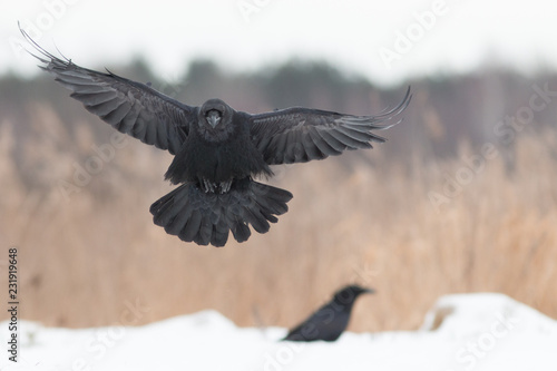 Black raven flying in moonlight.(Corvus corax) Scary, creepy. Halloween
