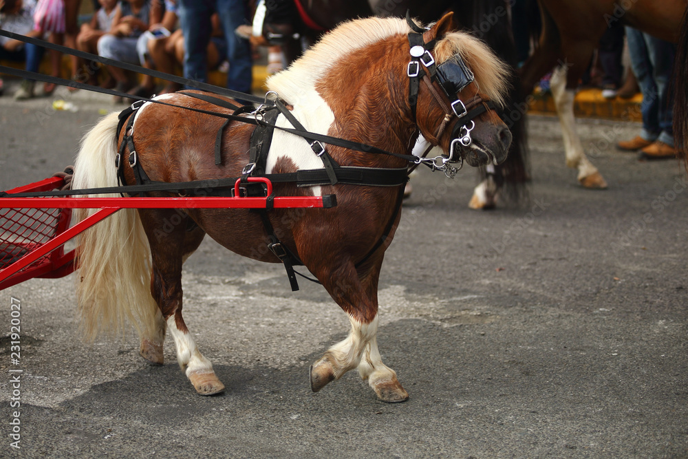 Little pony pulling a cart