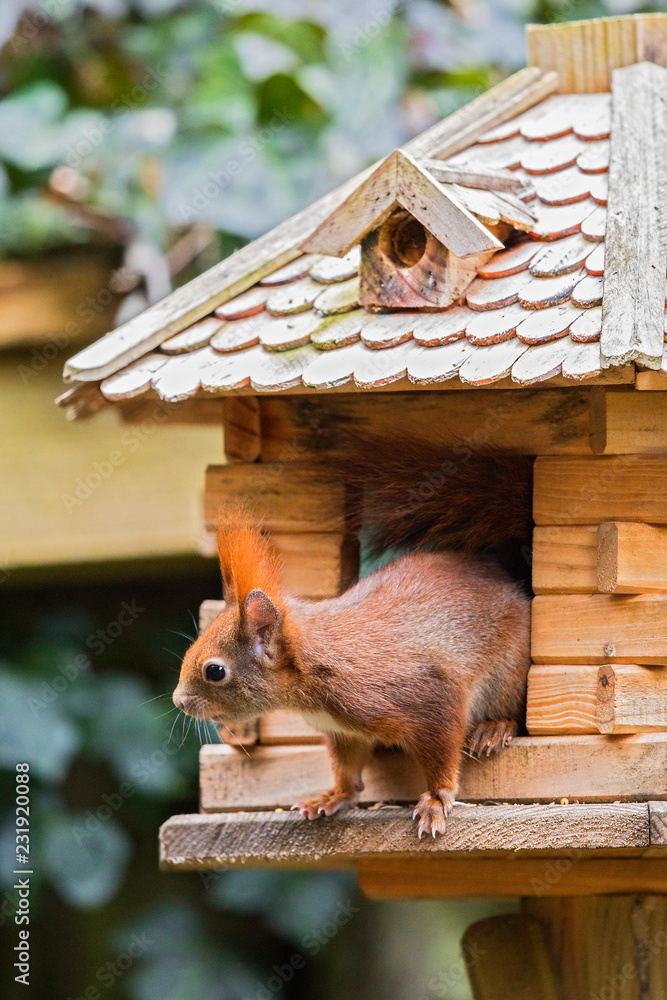 Eichhörnchen (Sciurus vulgaris) sitzt in Vogelhaus und frisst, Berlin,  Deutschland Stock-Foto | Adobe Stock