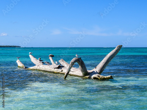 La Romana, Dominican Republic - tree trunk in the turquoise sea with some small seagulls and a small crub placed in the sun