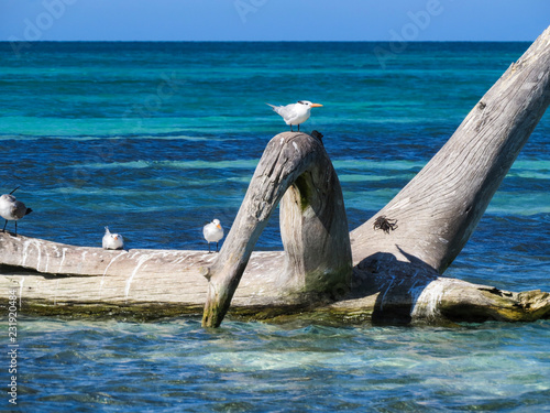 La Romana, Dominican Republic - tree trunk in the turquoise sea with some small seagulls  and a small crub placed in the sun photo