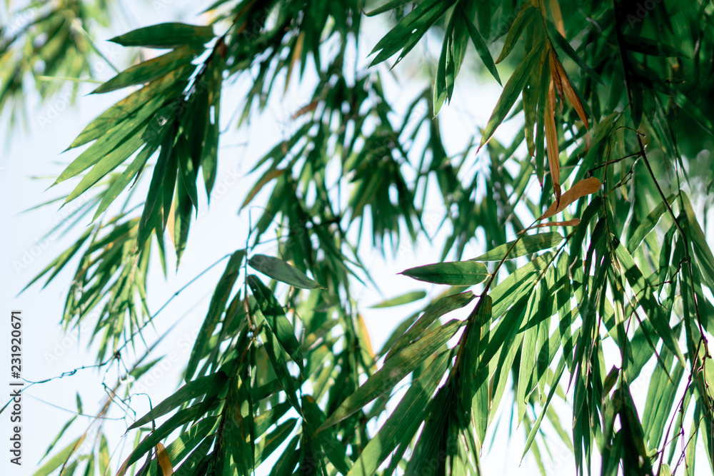 bamboo leaf on blue sky bamboo leaf on blue sky