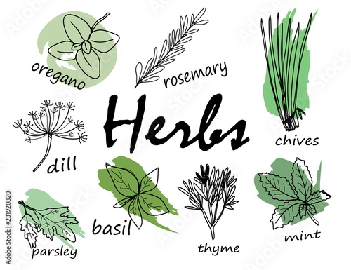 Hand drawn herbal elements. Vector set