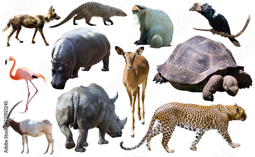 Collage with African mammals and birds © JackF