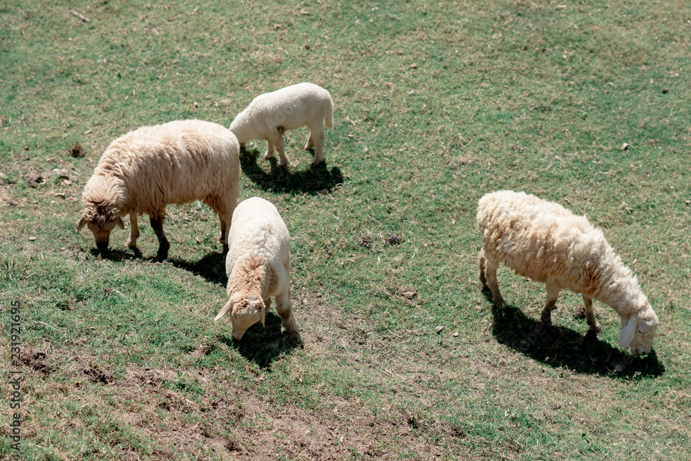 Obraz premium Sheep graze eating grass ,sheep on green field
