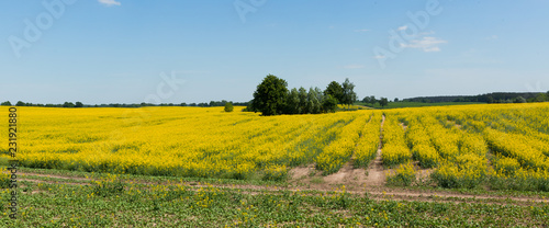 Flowering rape field with in the landscape in Poland