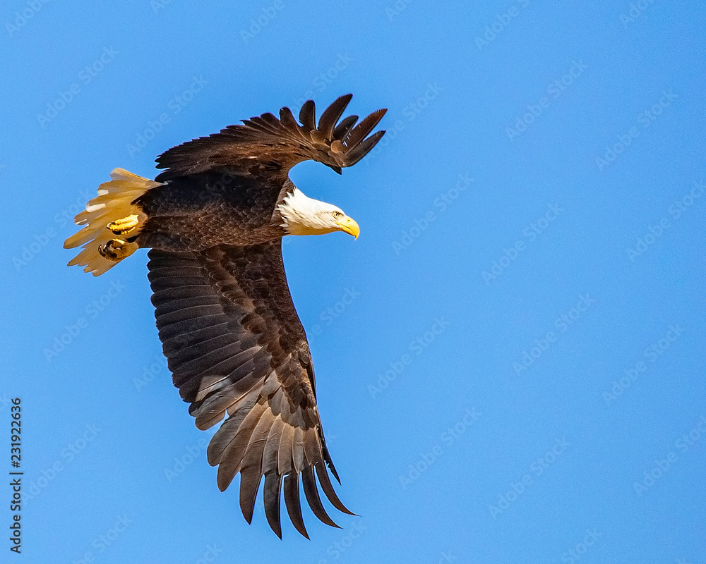 Naklejka premium Bald Eagle in Flight
