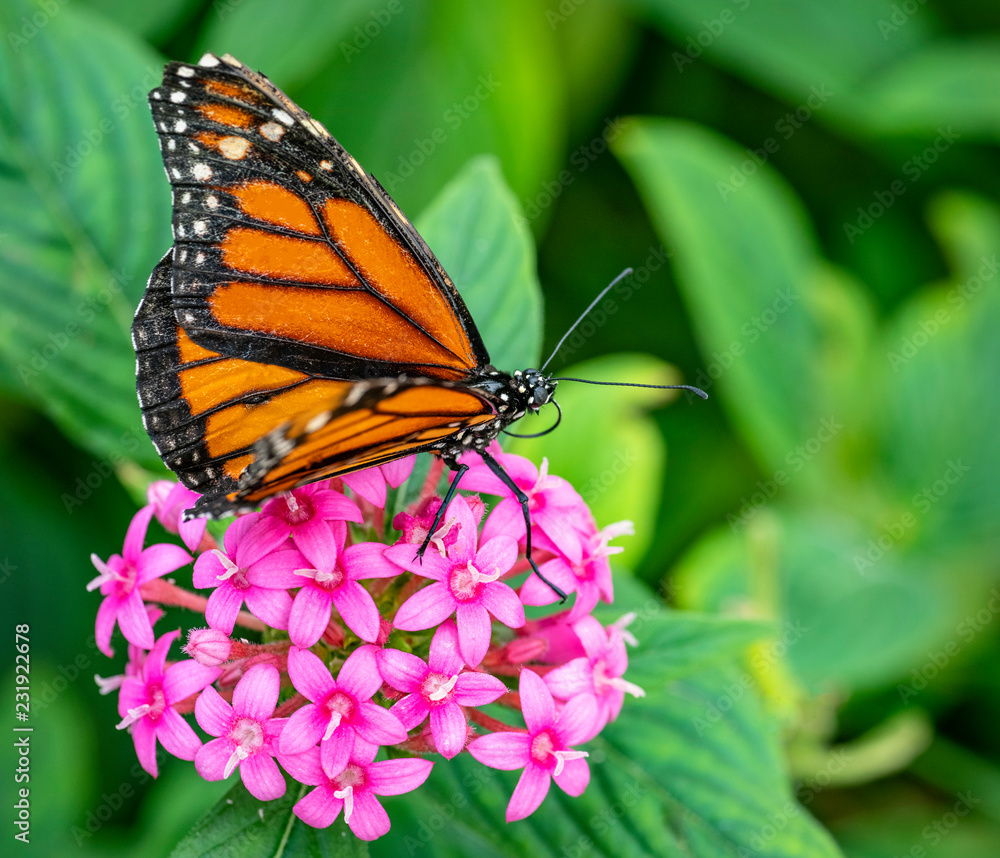 Fototapeta premium Monarch Butterfly