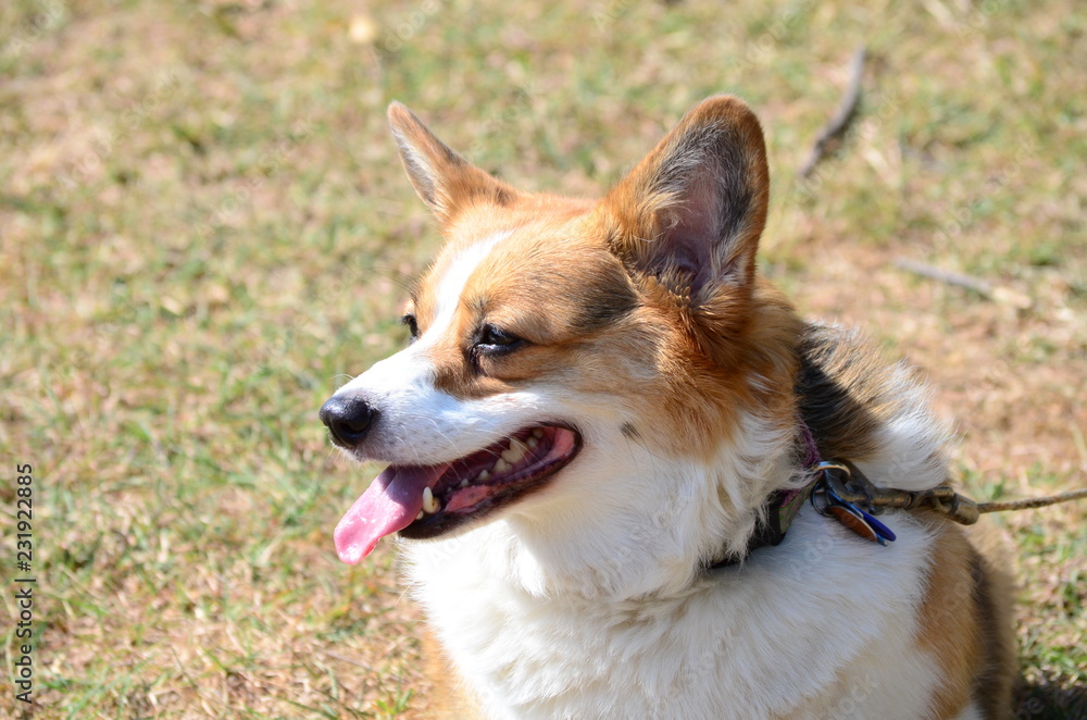 Tri-color Corgi head shot, ears up with a big corgi smile sitting on a leash outdoor.