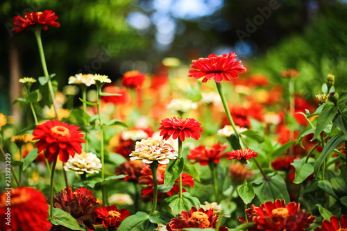 Bunch of red and orange flowers