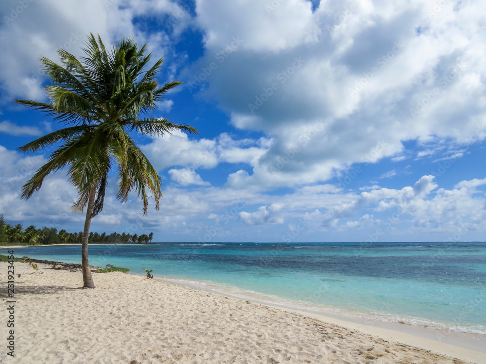 Obraz premium Palm trees on a tropical beach (Saona Island, Domenican Republic), Beautifull Beach with white sand of a typical tropical island of the caribbean