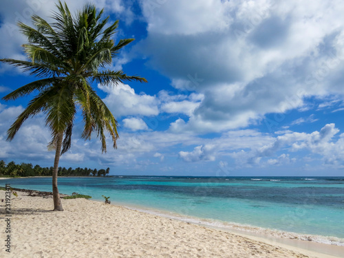 Fototapeta Naklejka Na Ścianę i Meble -  Palm trees on a tropical beach (Saona Island, Domenican Republic), Beautifull Beach with white sand of a typical tropical island of the caribbean