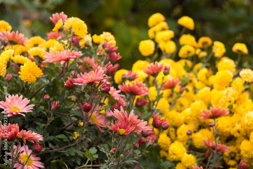 Beautiful yellow and pink chrysanthemum as chamomile blooming in the garden, autumn, background Beautiful yellow and pink chrysanthemum as chamomile blooming in the garden, autumn, background