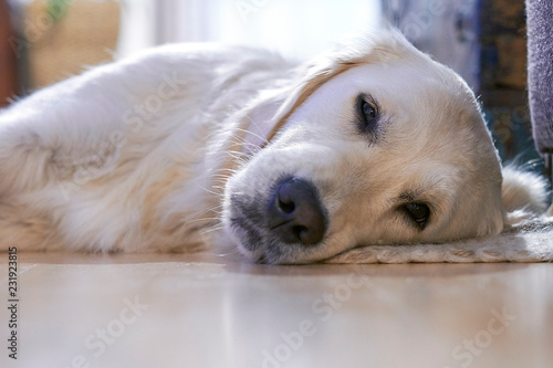 Golden Retriever liegt auf dem Boden und schläft photo