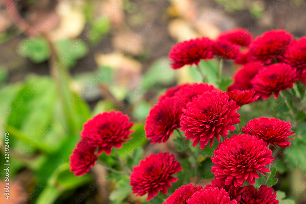 Red chrysanthemums growing in the garden, bright autumn flowers blooms, background