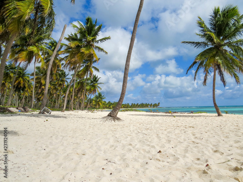 Palm trees on a tropical beach (Saona Island, Domenican Republic), Beautifull Beach with white sand of a typical tropical island of the caribbean