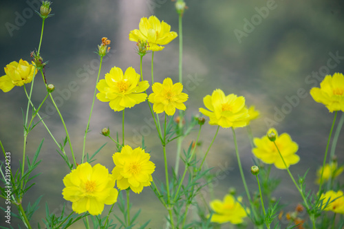 Yellow Cosmos with Blurred Background.