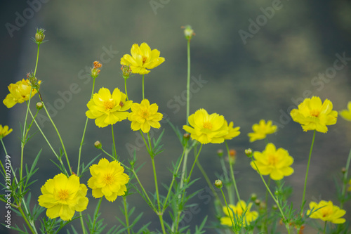 Yellow Cosmos with Blurred Background.