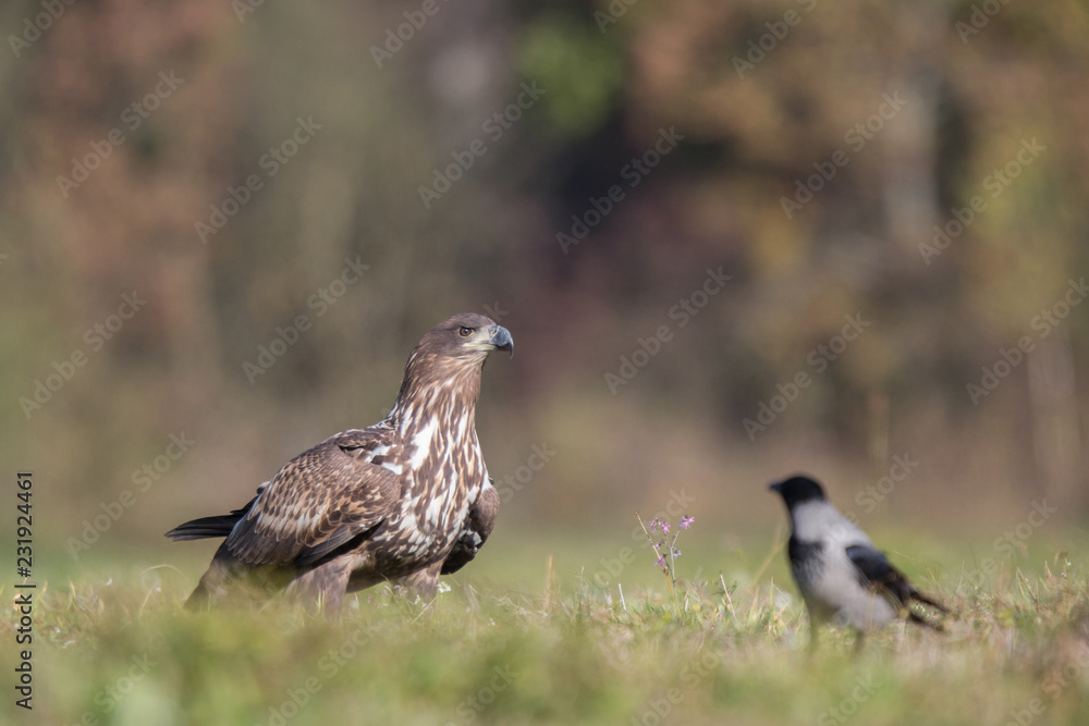 Fototapeta premium Birds of prey - white-tailed eagle in flight (Haliaeetus albicilla)