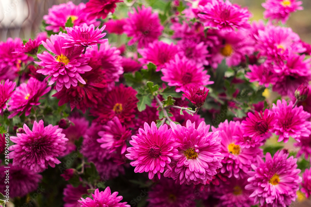 Pink chrysanthemum blooms in the garden, place for text, autumn flowers background Pink chrysanthemum blooms in the garden, place for text, autumn flowers background