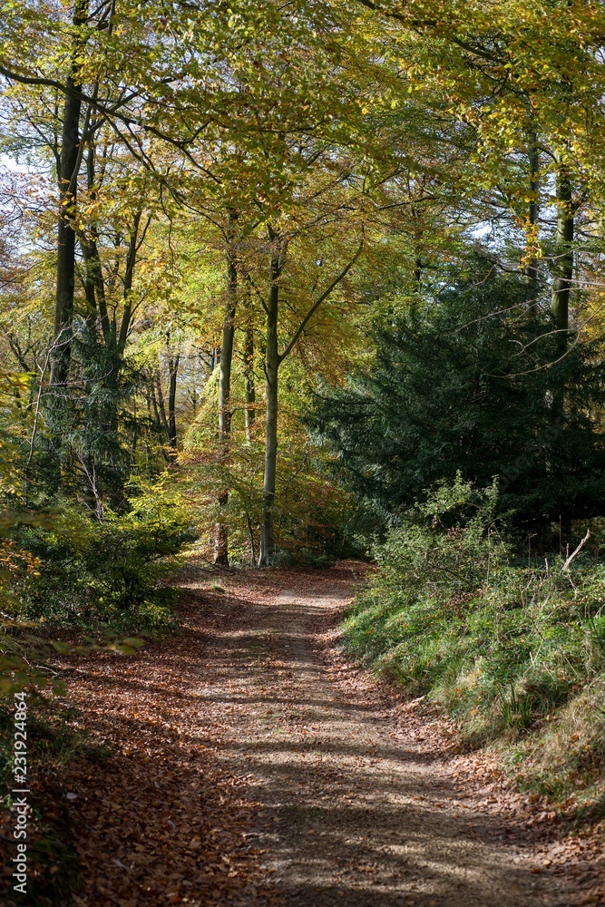 Autumn woodland in Cotswolds UK Autumn woodland in Cotswolds UK